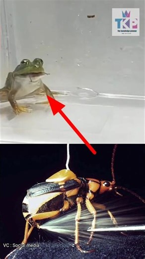 Unique Bombardier Beetle | Acid Shooting Beetle 😱🫣 #bombardierbeetle #trending #viral #beetle