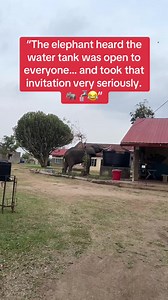 The elephant didn't seem bothered at all. It drank peacefully, splashed itself a little, and looked around like,