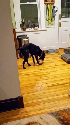 Running feels even faster with a new toy in the mouth! 🎾 🐕 | Taste of the Wild Pet Food