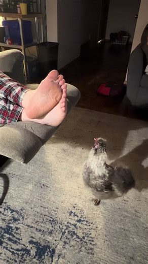 My husband is not a fan of animals 😂🤣 he had no clue the chicken was trying to roost on his footstool 😂🤣 #chicken #rooster #silkie #funny #fyp