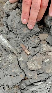 Fossil SQUID Released From Clay 🦑 #shorts #asmr #fossil #squid #clay | Susie Ramble