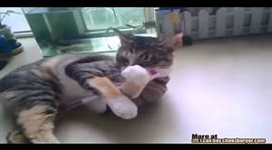 Kitteh Loves Toothbrush