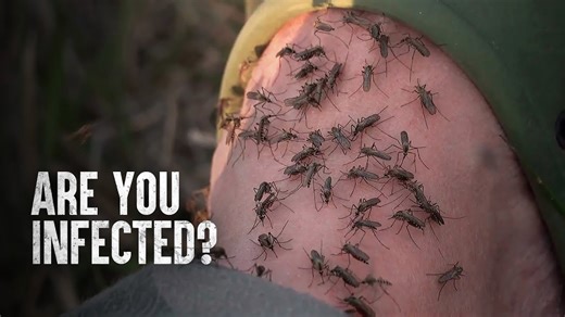 How you can protect yourself when facing dengue fever