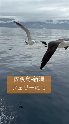 佐渡島-新潟 カーフェリー