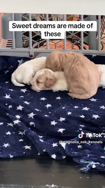 Our toy Cavapoo’s are 23 days old. Lime has found the perfect nap spot. This is our margarita themed litter, tequila, salt and lime #Cavapoo #CavapooPuppy #Puppy #FYP #SweetDreams.