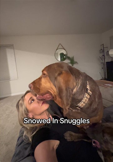 My Hankie boy is a 102 pound bloodhound rescue, he’s not always big into snuggling, but he wants to be right beside you. So anytime he decides he wants to be a lap dog. It’s my favorite thing. Snowed in day 2 in Charlotte and my house it up to 11 inches of coverage.