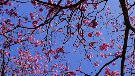 IFRN - Campus Parnamirim on Instagram: "Documentário 🎬 Uma caminhada de 15 anos repleta de experiências: em cada fala, um pedaço da história que foi sendo construída com esforço, crescimento e muitas mudanças ao longo do tempo. 🍃📚 Confira o vídeo na íntegra em nosso canal no YouTube 👉🏼 https://www.youtube.com/watch?v=n2IORSDoa30 (🔗 link na bio!)"