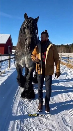 What Is the Secret Behind France’s Giant Horse Breed?#facts #trending #ytshorts