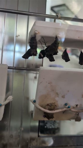 Butterfly Hatching from Cocoon 🦋 | Nature’s Miracle in Real Time