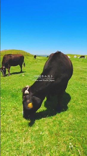 絶対に行くべき四国の絶景「四国カルスト」が最高すぎる。