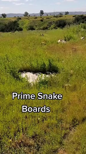Encountering Rattlesnakes in California's Outdoors