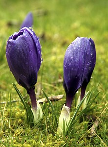 When Do You Divide Saffron Bulbs?