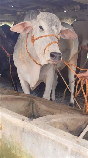 SOLD OUT ❤️NOOR❤️ FROM PARVEZ DAIRY FARM #trending