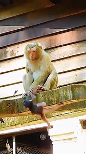 232K views · 2.3K reactions | Oh No..Why Do Monkeys Reject Their Young? The Sad Reality of Primate Survival  #baby #NewsUpdate #monkey #Very #reels #Leo #newborn #cute #milkyway #crying | Monkey history 2024 | Facebook