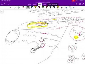 Making BT corn and Roundup Ready Corn