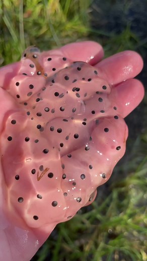 Baby Frogs on TikTok
