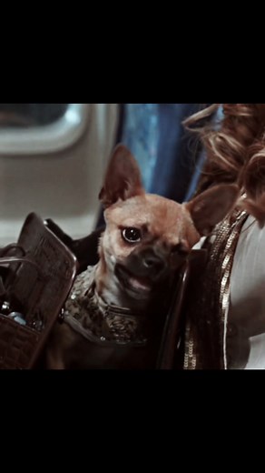 Mary Kate: The Real Protagonist of Snakes on a Plane