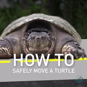 17K views · 172 reactions |  Spot a #turtle trying to cross the...