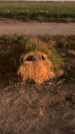 Waiting for the action to start | Code 3 Retrievers