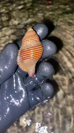 Rare Types of Seashells Found in Australia
