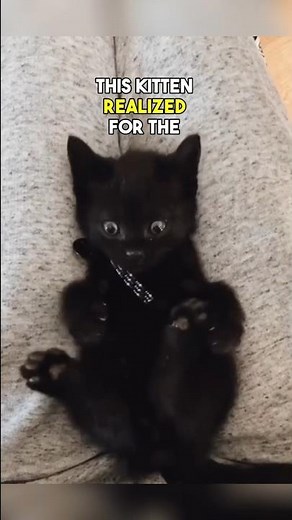 Kitten finds out he has 4 paws