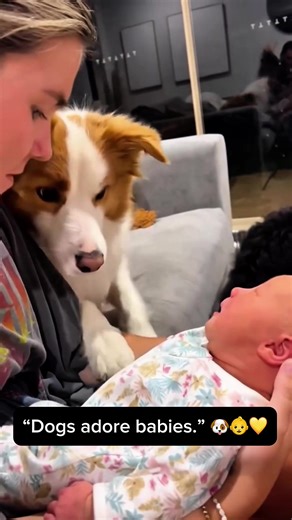 Why Dogs Adore Babies: Unlikely Friends