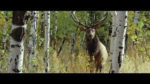 You’ve waited years for this opportunity. Our Big Game system is sure to give you the advantage you need. What tag are you punching this season? #nomadoutdoor | Nomad Outdoor