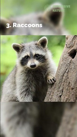 5 Incredible Animals That Are Expert Climbers: Masters of the Vertical World!