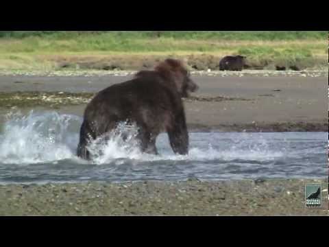 Grizzlies and Wolves, Alaska Bear Viewing Expeditions