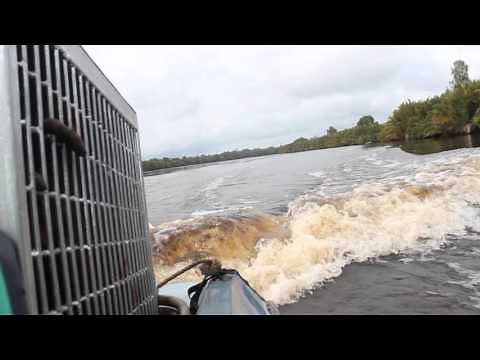 Rescue & release of orangutans from palm oil plantation