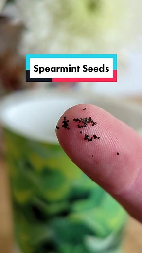 Planting Spearmint Seeds in Grow Pot | Herbs Garden Guide
