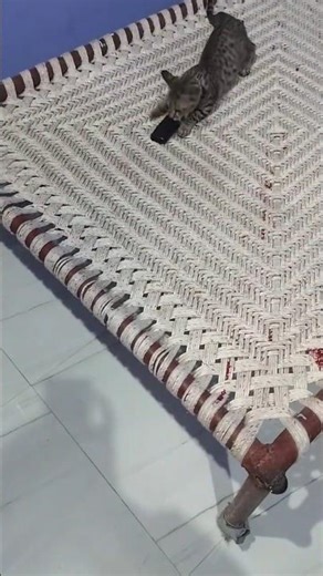 Billo play with mob#cat #video #shortvideo