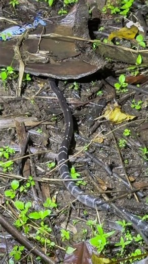 The Silent Night Hunter: Common Krait 🐍