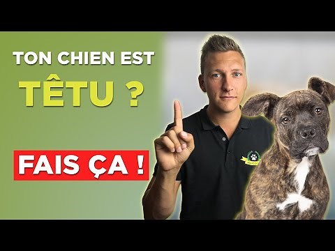 How to Train a Stubborn Dog: The 6 Basic Commands