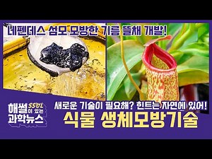 새로운 기술이 필요해?😏 힌트는 자연에 있어! 식물🌳 생체모방기술ㅣ해썰이 있는 과학뉴스