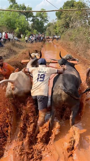भुदरगड चिखलीगुट्टा शर्यत 😍❤️#bailgadasharyat #rangadakhel #sharyat #naadkhula #swarup_sawant_27
