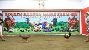 10K views · 270 reactions | GOLDEN DRAGON GAME FARM 888. MY 2-PERSONAL SELECTION CANDIDATE FOR BROODSTAG MATERIALS THIS BREEDING SEASON. DRAGON ALBANY VS JR-BELT KEARNEY WHITE HACKLE. OCTOBER 19, 2018. | Antonio Burburan | Facebook