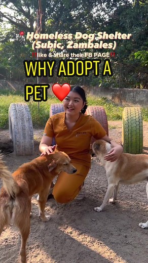 Why Adopt a Shelter Dog: Benefits and Process Explained