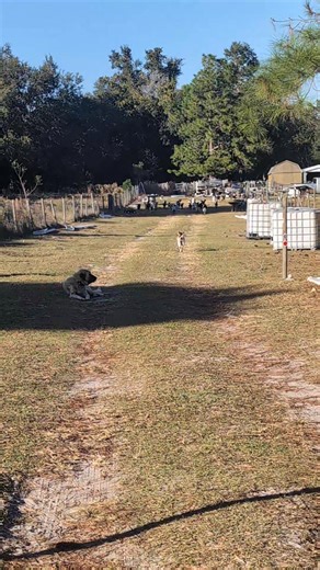 The goat call works every time! 🐐💨 One call from the house and here they come - a stampede of goats thundering down the driveway like I'm handing out winning lottery tickets 😂 This is what unconditional love looks like... or maybe they just really like their grain. Either way, I'll take it! 💚 #goatsofinstagram #farmlife #floridafarm #goatlife #goatcall #stampede #herdincoming #farmmornings #twocrazygoats #goatsbeinggoats #runninggoats | Two Crazy Goats Co.