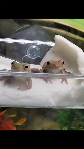 baby white lip frogs