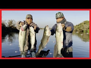 STRIPER FISHING Sacramento River CA Delta | SIX Boated!