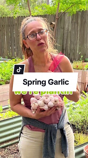 🧄I bet you’ve never planted a “whole” bulb of garlic before, have you? 🧄This is a technique that you use if you want to have garlic in the Spring. Before your regular garlic is ready in the Summer. It’s called Spring garlic or green garlic. 🧄It’s just like green onions. You harvest the green garlic shoots exactly the same way as green onions. They are both just harvested early before the bulbs or cloves develop. 🧄 This will be my first year trying this. According to Cindy, the owner over at