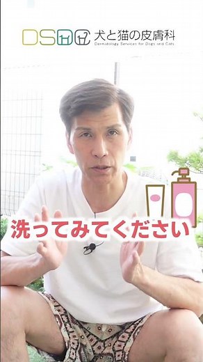 【犬と猫の皮膚科】皮膚科専門医が教える！急に湿疹が出てきた時の緊急対処法〜マラセチア皮膚炎編〜 【皮膚科専門医】