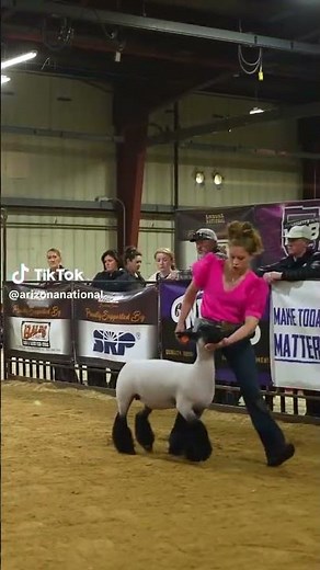 Arizona National Perfect Form! 🌟 Sheep Showmanship (Ewe)