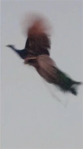 Flying blue peacock #peacockvillage #naturesvoice #tharparkarbeauty #peacock #fly