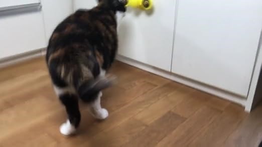 Fidget Spinner for Cats