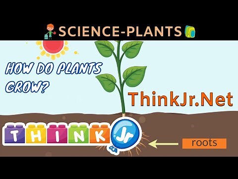 How do Plants grow 🌱| Science for Kids | ThinkJr Creations