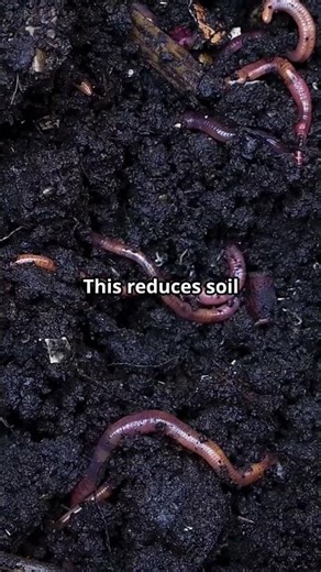 The Secret Life of Earthworms