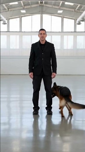 German Shepherd Performs the Perfect Middle & Around Commands! 🐕🔥#K9Obedience