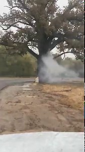 SMOKING TREE: Add being struck by lightning to the list of events Columbia's Bur Oak Tree has survived over the last 350 years or so. 😮⛈️⚡ STORY: https://bit.ly/34ou5C0 📷: Cody Spencer | KRCG 13